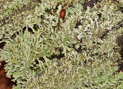 Cladonia subcariosa