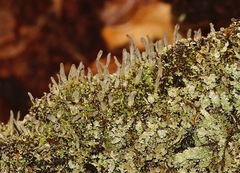 Cladonia subcariosa