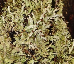 Cladonia subcariosa