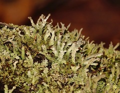 Cladonia subcariosa