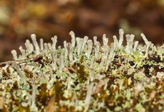 Cladonia subcariosa