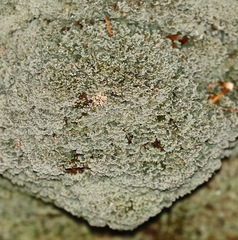 Cladonia subcariosa