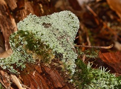 Cladonia subcariosa