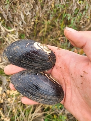 Uniomerus tetralasmus