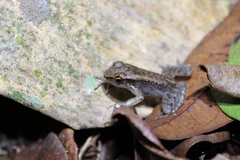 Crossodactylus timbuhy