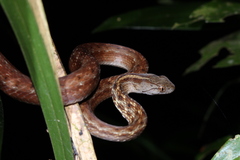 Mesotes strigatus