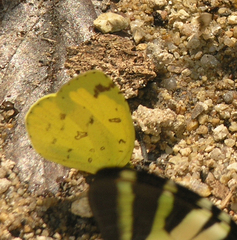 Eurema simulatrix