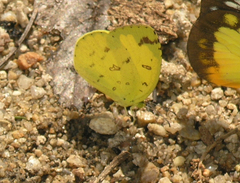 Eurema simulatrix