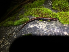 Chiropterotriton perotensis