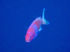 Pseudanthias pleurotaenia