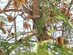 Zonotrichia capensis chilensis