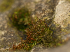 Fissidens obtusifolius