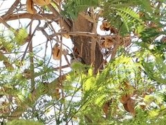 Zonotrichia capensis chilensis