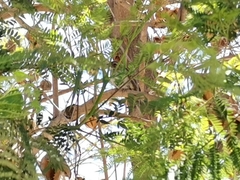 Zonotrichia capensis chilensis