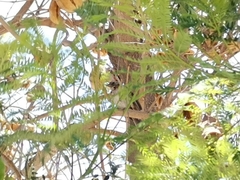 Zonotrichia capensis chilensis