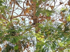 Zonotrichia capensis chilensis