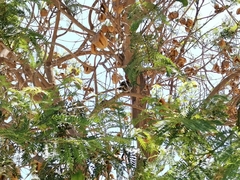 Zonotrichia capensis chilensis