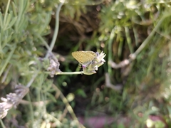 Leptotes trigemmatus