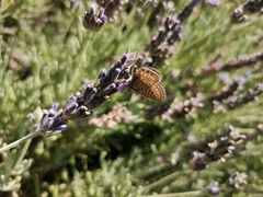 Leptotes trigemmatus