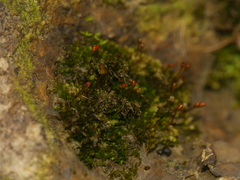 Fissidens obtusifolius