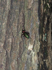 Carabus lafossei