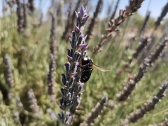 Xylocopa splendidula