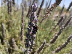 Xylocopa splendidula