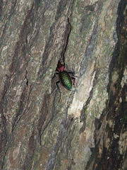 Carabus lafossei