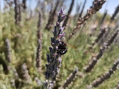 Xylocopa splendidula