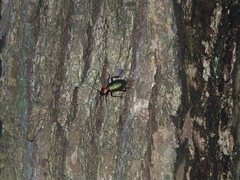 Carabus lafossei