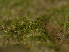 Fissidens obtusifolius