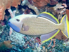 Xanthichthys auromarginatus