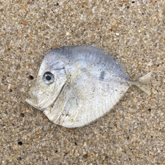 Selene setapinnis
