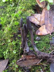 Geoglossum umbratile