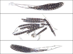 Geoglossum umbratile