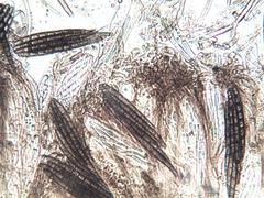 Geoglossum umbratile