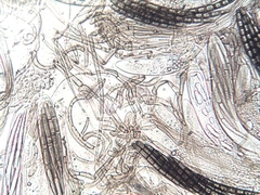 Geoglossum umbratile