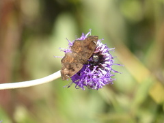 Nisoniades macarius