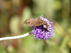 Nisoniades macarius