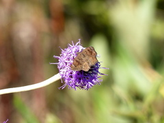 Nisoniades macarius