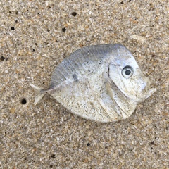 Selene setapinnis