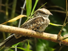 Hydropsalis climacocerca
