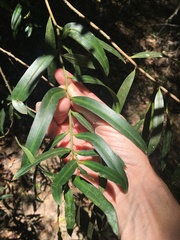 Podocarpus elatus