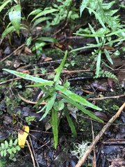 Parsonsia capsularis