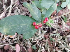 Rauvolfia