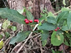Rauvolfia