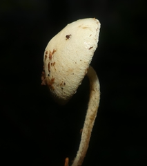 Pholiota scamba