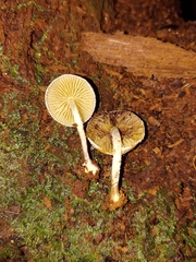 Pholiota scamba