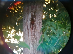 Lepidocolaptes souleyetii