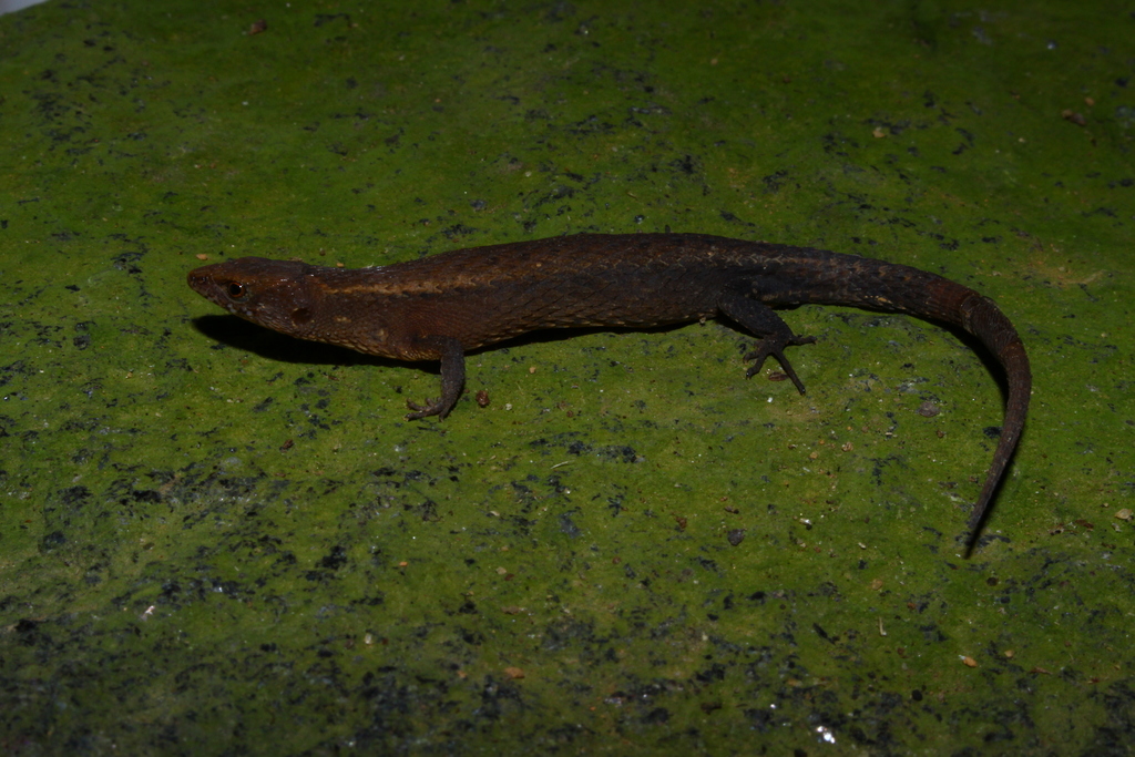 Skink Tegu